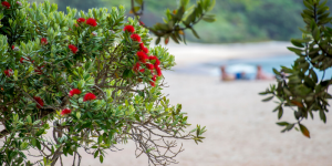 Flowering-Pohutukawa-at-New-Chums-beach